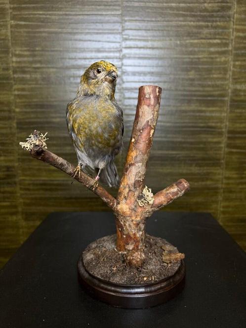 Haakbek Taxidermie Opgezette Dieren By Max, Verzamelen, Dierenverzamelingen, Opgezet dier, Nieuw, Vogel, Ophalen of Verzenden