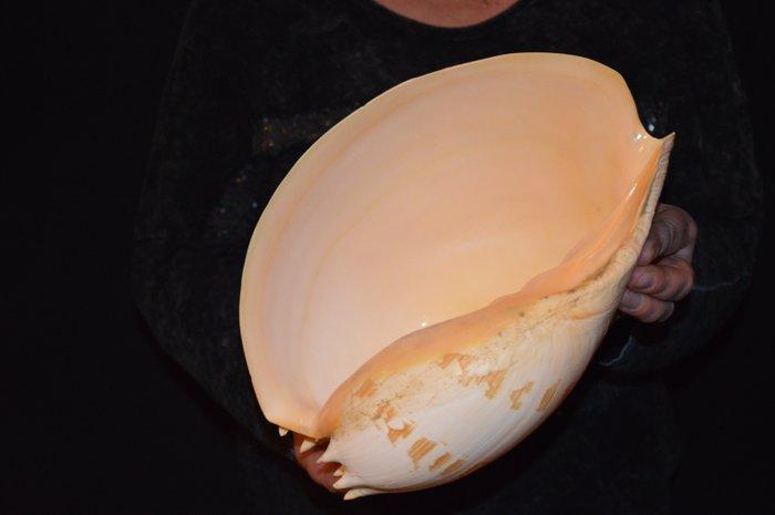 Zeeslak Zeeschelp - S-01 MELO UMBILICATUS, Verzamelen, Dierenverzamelingen