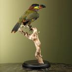 Toucan Support de corps entier pour taxidermie - Selenidera, Nieuw