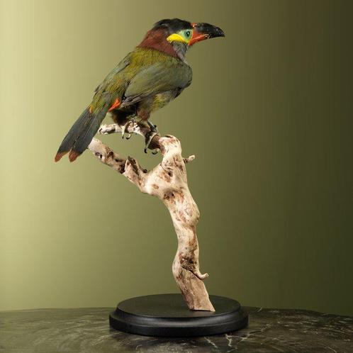 Toucan Support de corps entier pour taxidermie - Selenidera, Verzamelen, Dierenverzamelingen