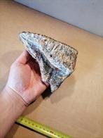 Wolharige mammoet - Fossiele kies - Mammuthus primigenius