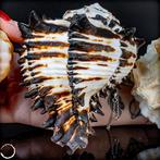 Natuurlijke schelpenensemble – Drie vormen tussen zee, licht