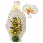 Orchidee wit op clip voor bijvoorbeeld geschenkverpakking, Hobby & Loisirs créatifs