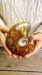 Ammoniet - Gefossiliseerd dier - Aioloceras (Cleoniceras)