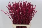 Katjeswilg gekleurde wilgenkatjes salix cerise bundel 10