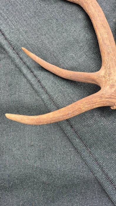 Noordelijke eland Hoorns - Cervus canadensis - Enorme paire, Collections, Collections Animaux