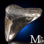 Vondel Megalodon-tand – Mioceen – Pliocene (ongeveer 23 –, Nieuw