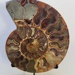 Fantastische gesneden en gepolijste ammoniet op een met de, Verzamelen