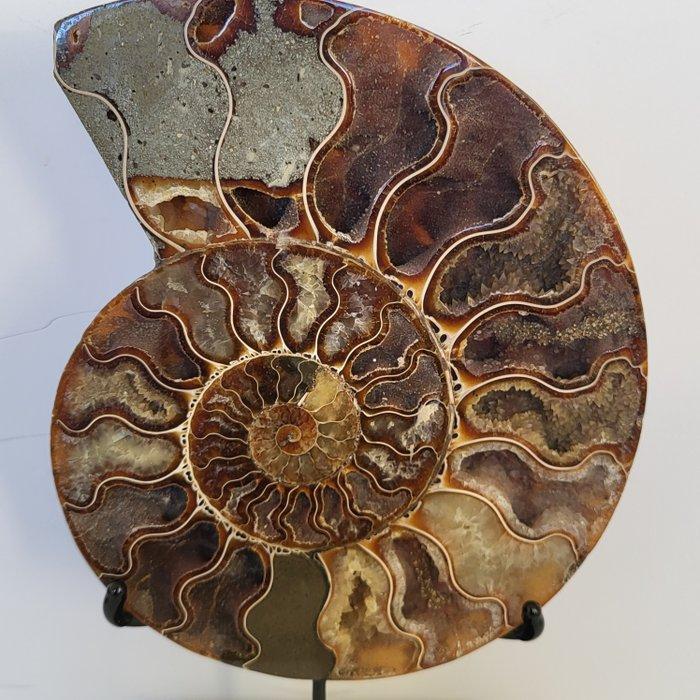 Fantastische gesneden en gepolijste ammoniet op een met de, Verzamelen, Mineralen en Fossielen