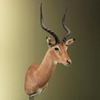 Impala Taxidermie Opgezette Dieren By Max, Ophalen of Verzenden, Nieuw, Wild dier, Opgezet dier