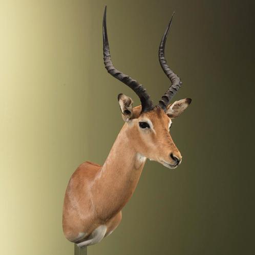 Impala Taxidermie Opgezette Dieren By Max, Verzamelen, Dierenverzamelingen, Opgezet dier, Nieuw, Wild dier, Ophalen of Verzenden
