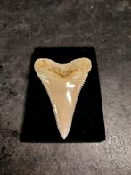 Grand requin blanc Support de corps entier pour taxidermie -