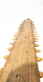 RARITEIT  Zaagblad van de zaagrog / haai  zeer zeldzaam, Verzamelen, Nieuw