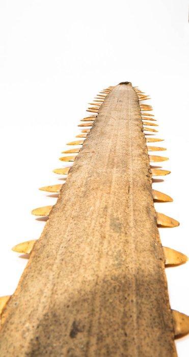 RARITEIT  Zaagblad van de zaagrog / haai  zeer zeldzaam, Verzamelen, Dierenverzamelingen