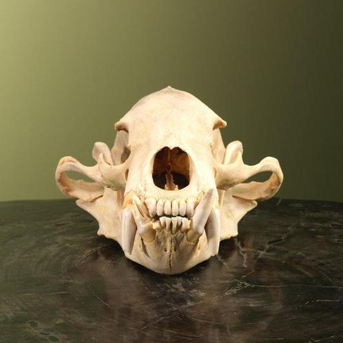 Sun bear - skull Taxidermie volledige montage - Helarctos, Verzamelen, Dierenverzamelingen