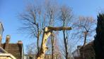 élagage , abattage , démontage , broyage de branches, Services & Professionnels, Jardiniers & Paveurs, Garantie, Trottoir