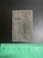 jonge Keichousaurus - Gefossiliseerd dier - Keichousaurus -