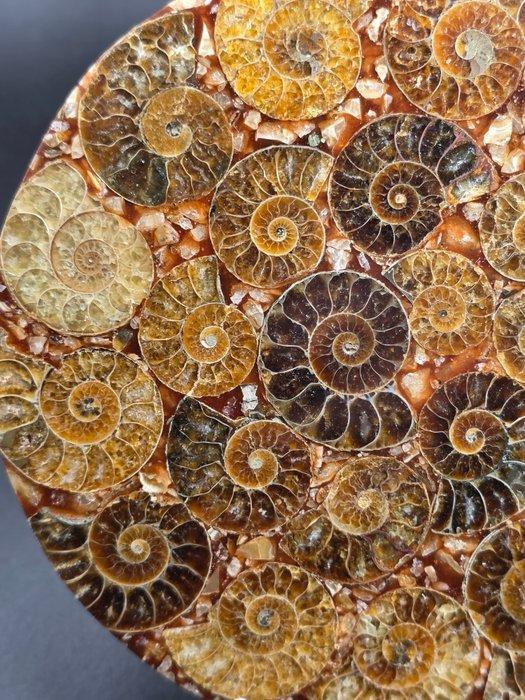 Ammoniet - Gefossiliseerde schelp - Aioloceras (Cleoniceras), Antiek en Kunst, Curiosa en Brocante