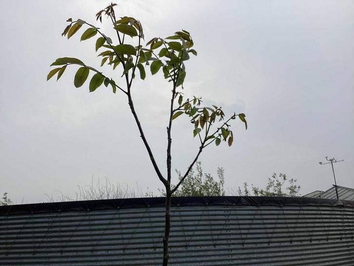 Sierboom - Noten (x1), Tuin en Terras, Planten | Bomen