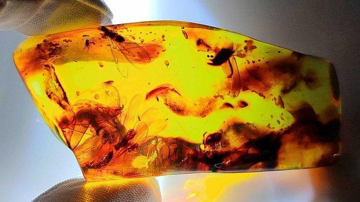 Fossil Incroyable - Ambre, Collections, Minéraux & Fossiles