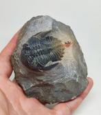 Animal fossilisé - Linda Trilobite Hollardops (Sans Prix de