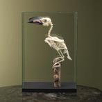 Langstaarttok Skelet Taxidermie Opgezette Dieren By Max, Ophalen of Verzenden, Nieuw, Vogel, Opgezet dier