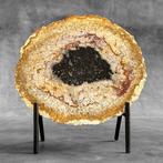 Belle tranche de racine de palmier pétrifiée sur un socle