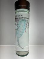 Heterometrus Pantser - Heterometrus swammerdami - 10 cm - 3, Nieuw