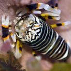 Gnathophyllum Americanum (Bijengarnaal), Animaux & Accessoires, Poissons | Poissons d'aquarium