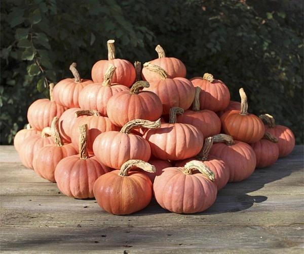Miss Sophie Pink kleine pompoen basiseenheid zaden, Hobby en Vrije tijd, Knutselen, Nieuw