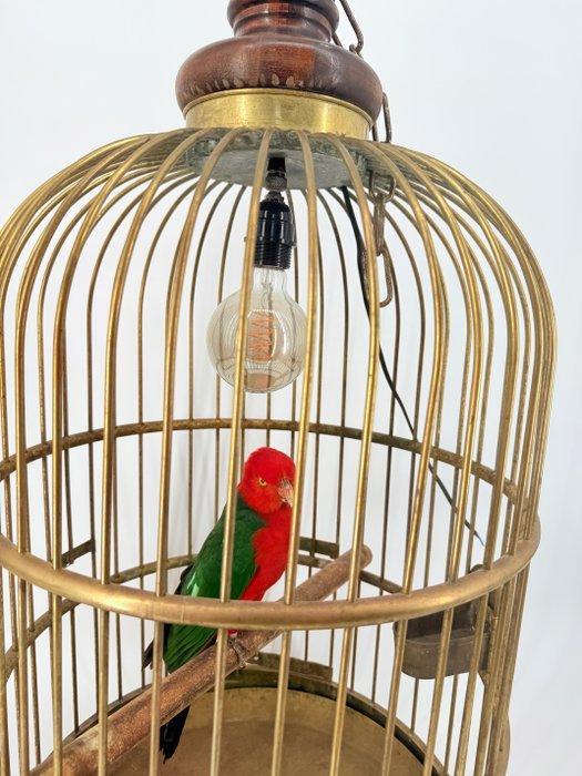 Mannelijke Koningsparkiet in Antieke Kooi Taxidermie, Verzamelen, Dierenverzamelingen