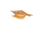Zeeslak Listers Conch Taxidermie wandmontage - F+++, Nieuw