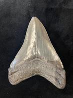 Dent Megalodon - Fossiele tand - otodus megalodon - 9.5 cm -, Verzamelen, Mineralen en Fossielen