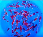 Kanno 13-15cm (Japanse Koi), Ophalen of Verzenden