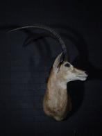 Sable Antelope Taxidermie schoudermontage - Hippotragus, Nieuw