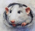 Gala - Mouse, hamster painting ~The hole~
