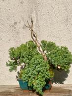 Jeneverbes bonsai (Juniperus) - Hoogte (boom): 15 cm -