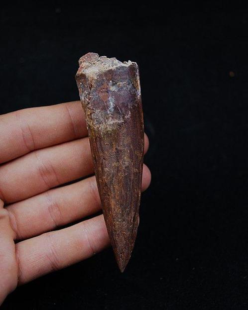 Dinosaurus - Fossiele tand - Spinosaurus aegyptiacus Gran, Verzamelen, Mineralen en Fossielen