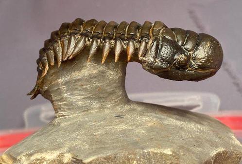 Trilobiet - Gefossiliseerd dier - Crotalocephalus gibbus -, Verzamelen, Mineralen en Fossielen