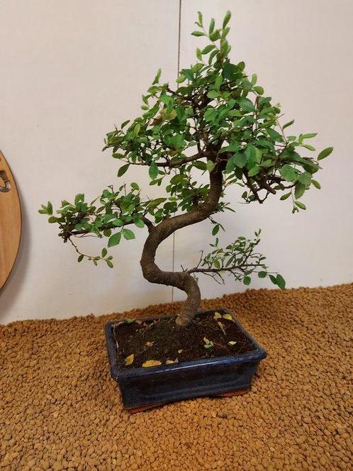 Japanese iep bonsai (Zelkova) - Hoogte (boom): 38 cm -, Antiek en Kunst, Curiosa en Brocante