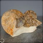 Zeldzame fossielen ammoniet-mamites nodosoïdes met