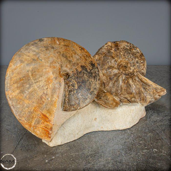 Zeldzame fossielen ammoniet-mamites nodosoïdes met, Collections, Minéraux & Fossiles