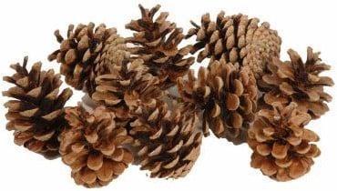 Dennenappel Oostenrijkers Bulk 10 kg, Hobby en Vrije tijd, Knutselen, Nieuw