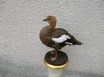Oie Support de corps entier pour taxidermie - Magellan goose
