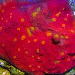 Chalice Golden Eye Frag (Ong. 3 cm)