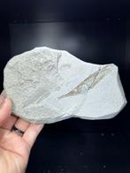 Trompetvis - Fossiel skelet - Aeoliscus sp. - 180 mm - 115