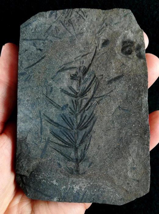 Fossiele plant met uitzonderlijke conservering!! - Cola de, Verzamelen, Mineralen en Fossielen