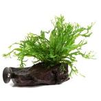 Microsorum pteropus Windela¸v op kienhout, Dieren en Toebehoren, Verzenden, Nieuw
