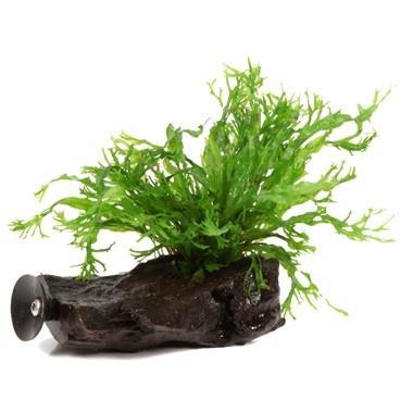 Microsorum pteropus Windela¸v op kienhout, Dieren en Toebehoren, Vissen | Aquaria en Toebehoren, Nieuw, Verzenden
