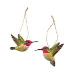 NIEUW - Anna's kolibrie, Verzenden